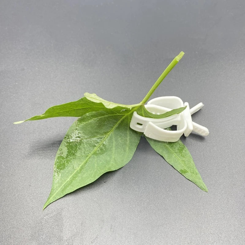 Plastic Bird Food Holder Clip for Fruit and Cuttlefish Bone